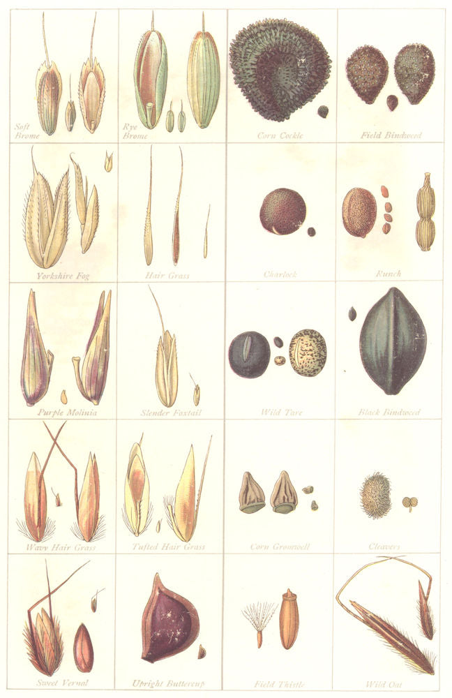 FARMING. Seeds. Impurities & Adulterants – I; in Grass; Grain Crops 1912 print